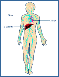 Harita Samhita Physiology