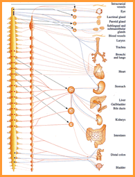 Shiksha Physiology